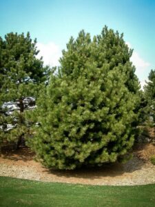 Сосна Чёрная (Pinus Nigra) купить по цене от 270.00р. в интернет-магазине «Посадика» с доставкой почтой в в Зуевкае и по всей России – [изображение №1].