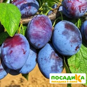 Слива Чачакская ранняя купить по цене от 229.00р. в интернет-магазине «Посадика» с доставкой почтой в в Зуевкае и по всей России – [изображение №1].