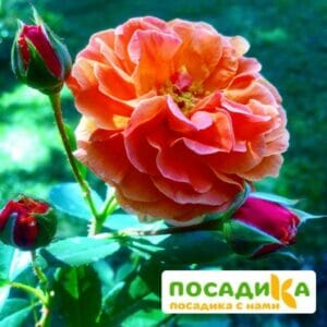 Роза Арабия купить по цене от 350.00р. в интернет-магазине «Посадика» с доставкой почтой в в Зуевкае и по всей России – [изображение №1].