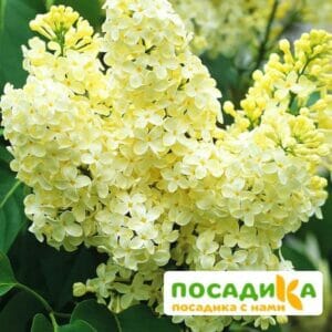 Сирень Примроуз (Primrose) купить по цене от 529.00р. в интернет-магазине «Посадика» с доставкой почтой в в Зуевкае и по всей России – [изображение №1].