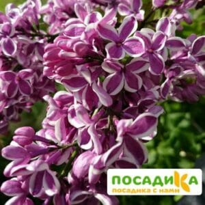 Сирень Сенсация купить по цене от 529.00р. в интернет-магазине «Посадика» с доставкой почтой в в Зуевкае и по всей России – [изображение №1].