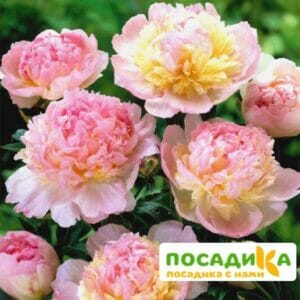 Пион Распберри Сандей (Paeonia Raspberry Sundae) купить по цене от 959р. в интернет-магазине «Посадика» с доставкой почтой в в Зуевкае и по всей России – [изображение №1].