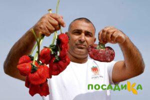 Клубника Гигант Джорнея купить по цене от 266р. в интернет-магазине «Посадика» с доставкой почтой в в Зуевкае и по всей России – [изображение №1].