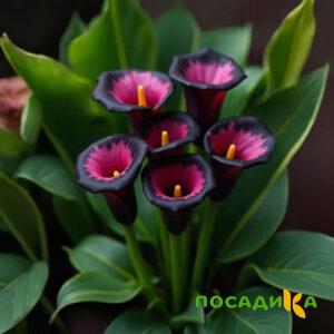 Калла Аура Лейс купить по цене от 400р. в интернет-магазине «Посадика» с доставкой почтой в в Зуевкае и по всей России – [изображение №1].