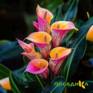 Калла Оникс купить по цене от 450р. в интернет-магазине «Посадика» с доставкой почтой в в Зуевкае и по всей России – [изображение №1].