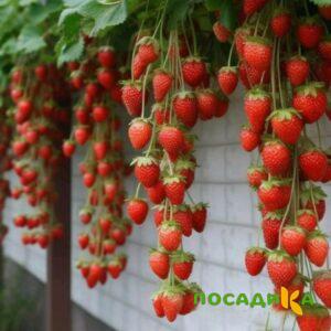 Клубника вьющаяся Комплимент купить по цене от 470р. в интернет-магазине «Посадика» с доставкой почтой в в Зуевкае и по всей России – [изображение №1].