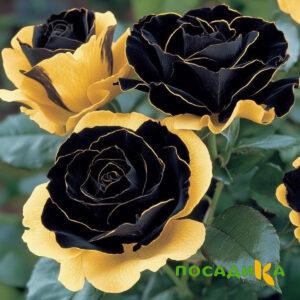 Роза Ханни Сикл купить по цене от 700р. в интернет-магазине «Посадика» с доставкой почтой в в Зуевкае и по всей России – [изображение №1].
