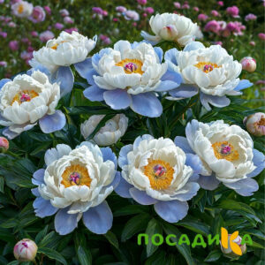 Пион акварельный Этюд купить по цене от 806р. в интернет-магазине «Посадика» с доставкой почтой в в Зуевкае и по всей России – [изображение №1].