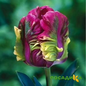 Тюльпан Экзотик Хэвен купить по цене от 186р. в интернет-магазине «Посадика» с доставкой почтой в в Зуевкае и по всей России – [изображение №1].
